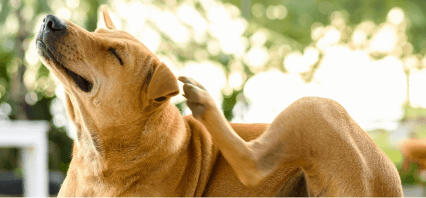 Dog scratching behind its ear