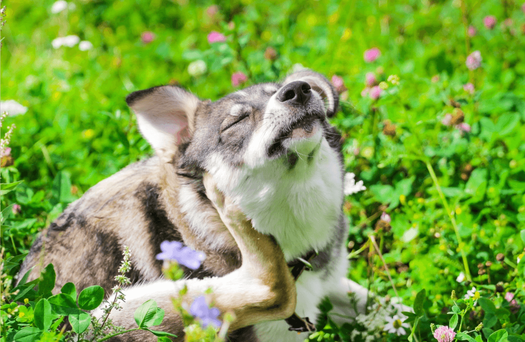 Dog scratching itself in a field