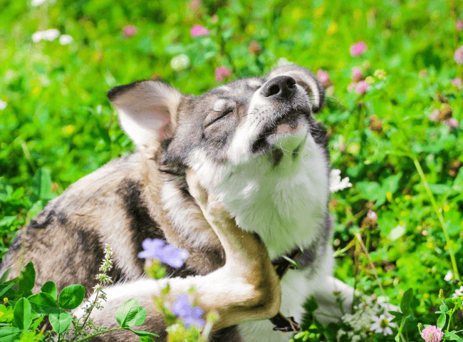 Dog scratching itself in a field