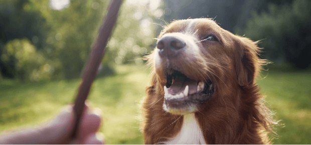 Dog waiting for a treat