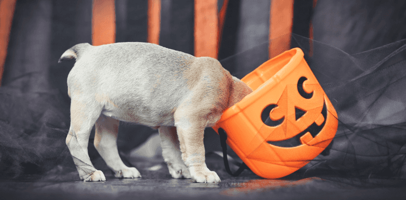 Trick or Treat Trader™: Dog Treat Recipes, Games, and Ideas