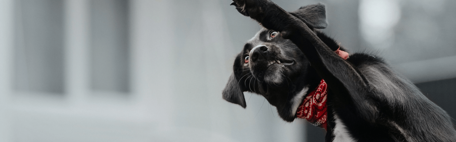 A dog wearing a red kerchief bats at the air.