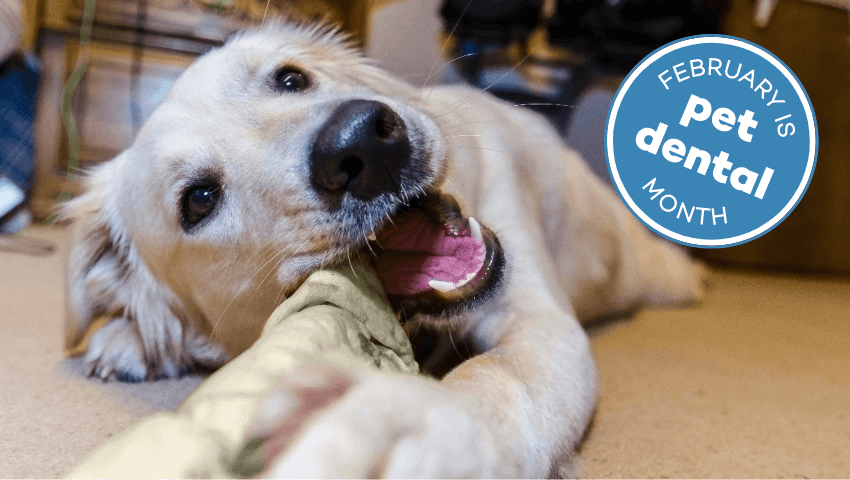 golden retriever chewing rawhide with text 'february is pet dental month'