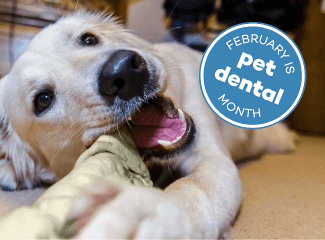 golden retriever chewing rawhide with text 'february is pet dental month'