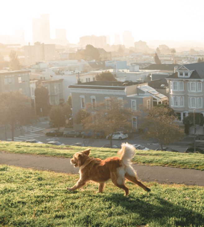 https://cdn11.bigcommerce.com/s-iakwzr7rs7/product_images/uploaded_images/dogfriendlyparksincaliforniaandwheretofindthem-315x350.png