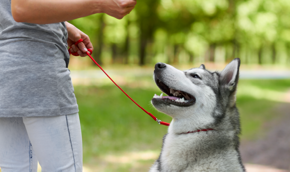 Dog waiting for a treat