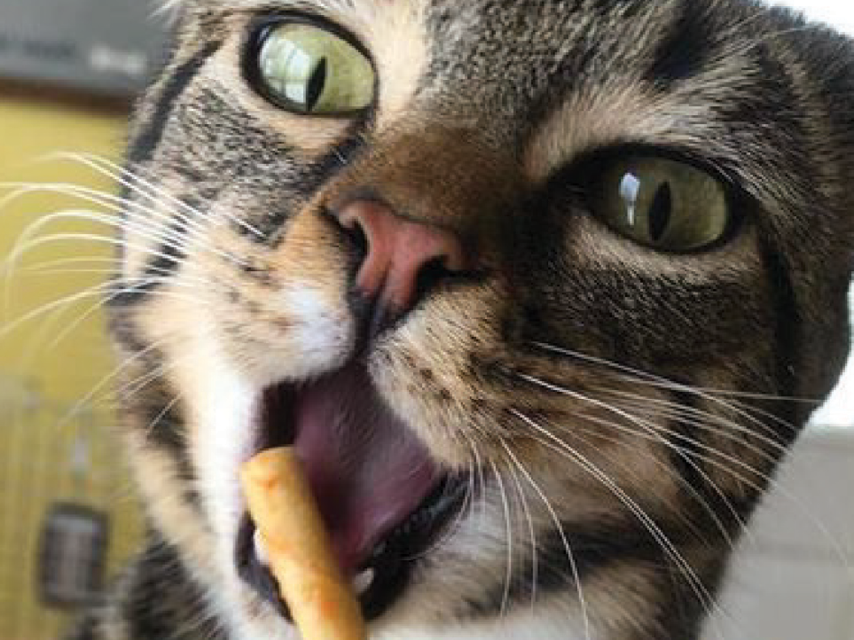 Cat eating a treat.