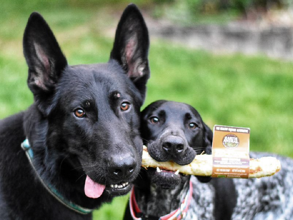 Two dogs holding an Earth Animal treat
