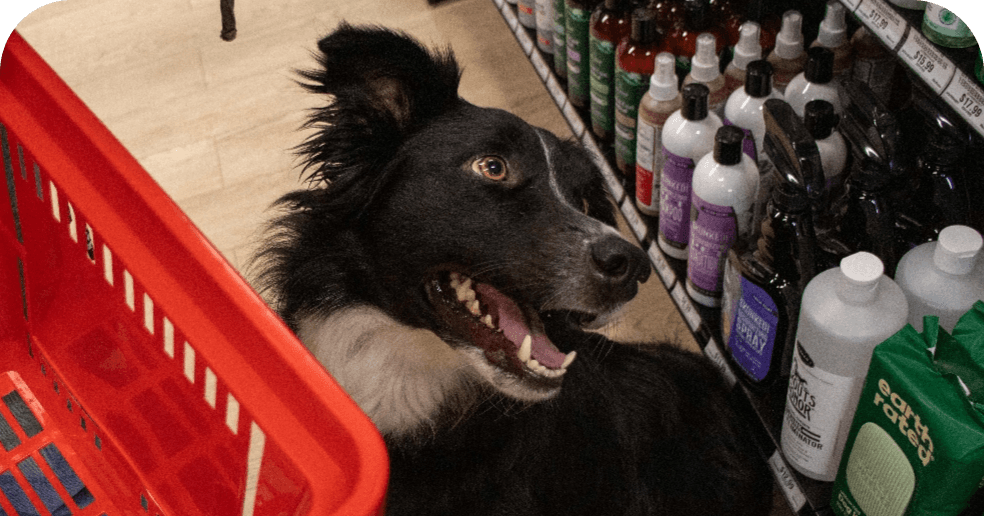 Australian Shepherd looks up at owner next to shelf of shampoo bottles.