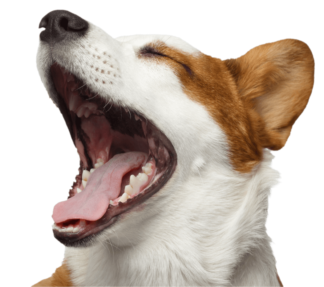 Yawning dog