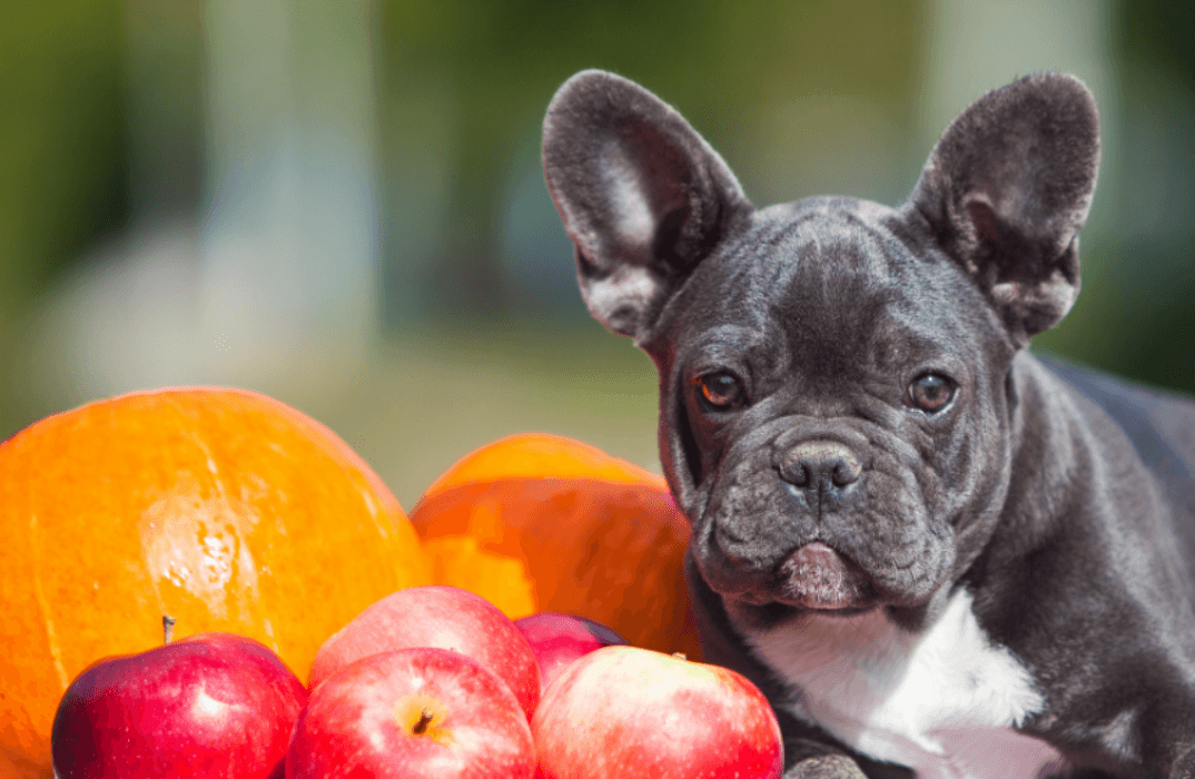 bulldog poses with pumpkins and apples