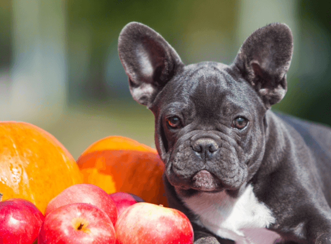 bulldog poses with pumpkins and apples