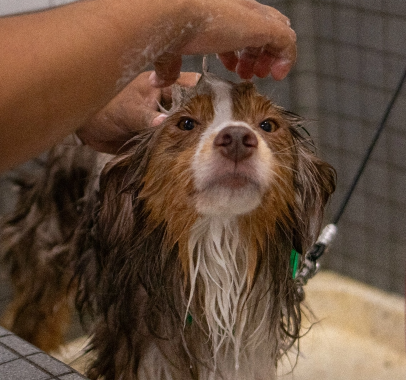 Dog receiving a bath in our pet wash