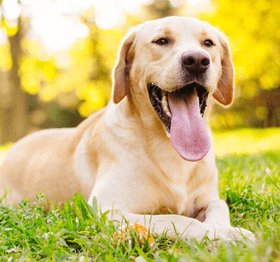 Golden Retriever laying on grass