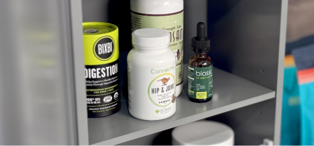 Cat playing with vacuum