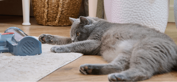 Cat playing with vacuum