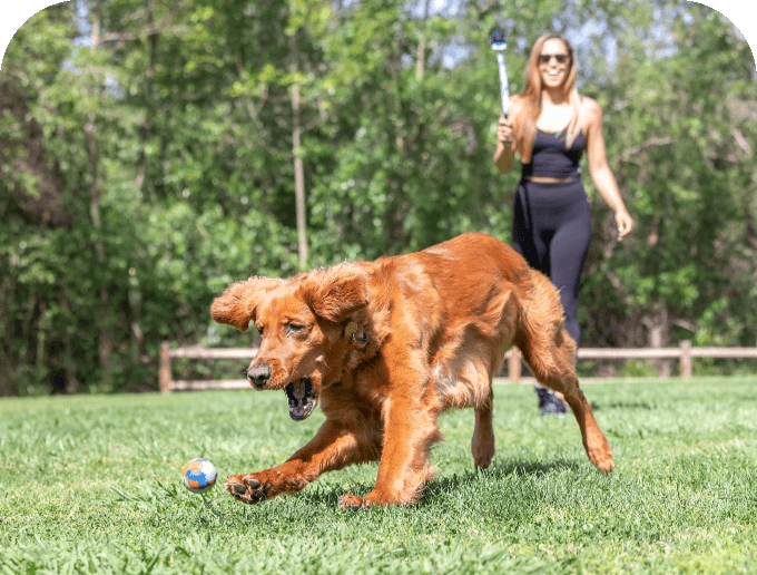 action shot of Golden Retriever playing fetch
