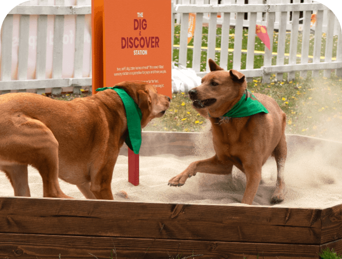 Dogs playing in sandbox