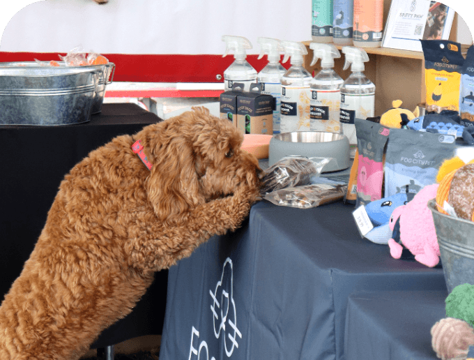 Labradoodle noses various products arranged on a table.