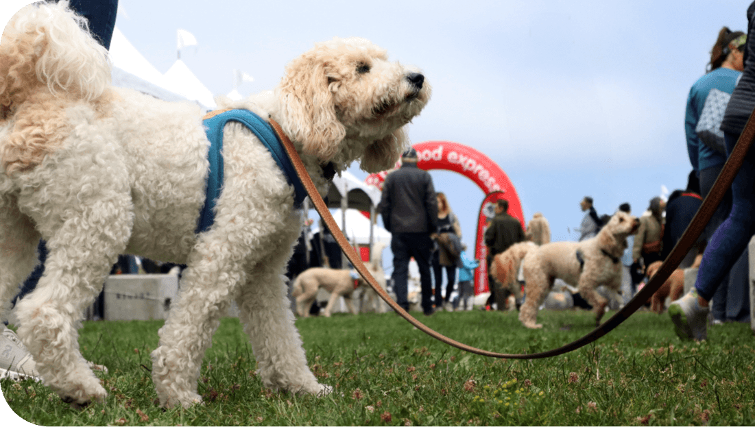 Bichon Frise walks on a lawn, arch visible in the background