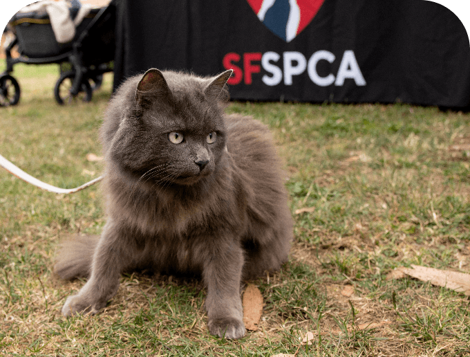 Leashed cat