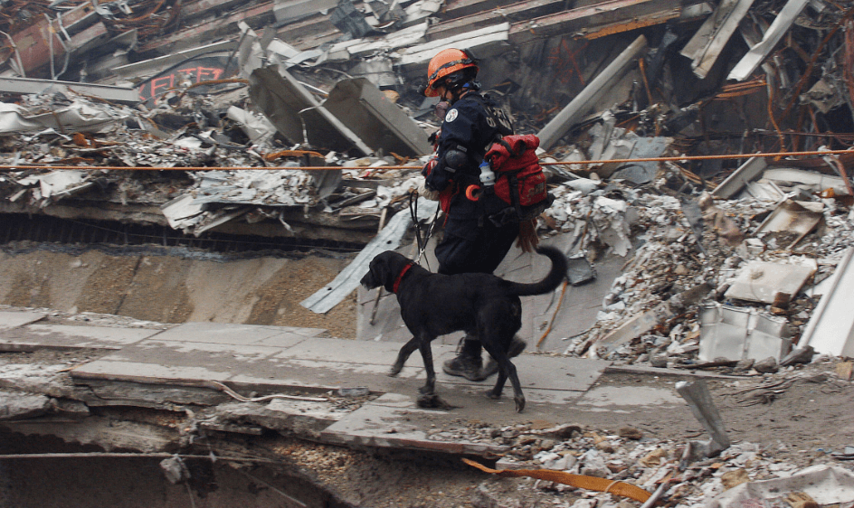 Canine first responder and handler
