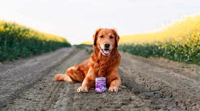 Golden Retriever sitting in a farm field with firstmate canned food.
