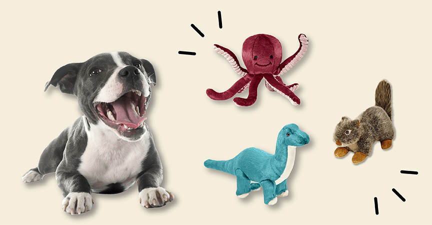 Dog with fluff tuff toys