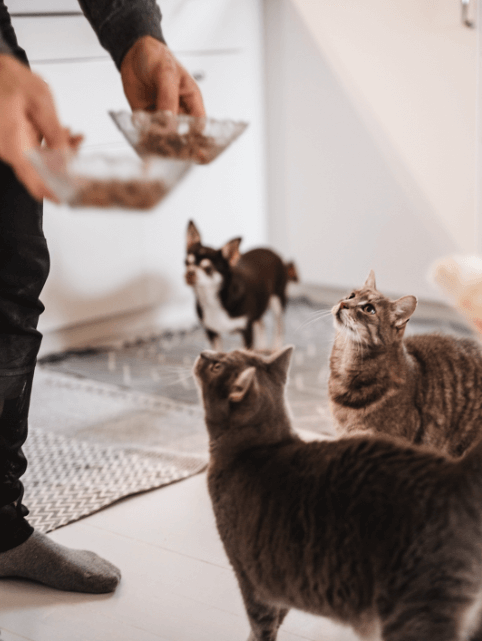 Two cats and a dog waiting for food