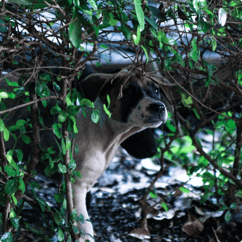 Dog peeking out from inside a bush