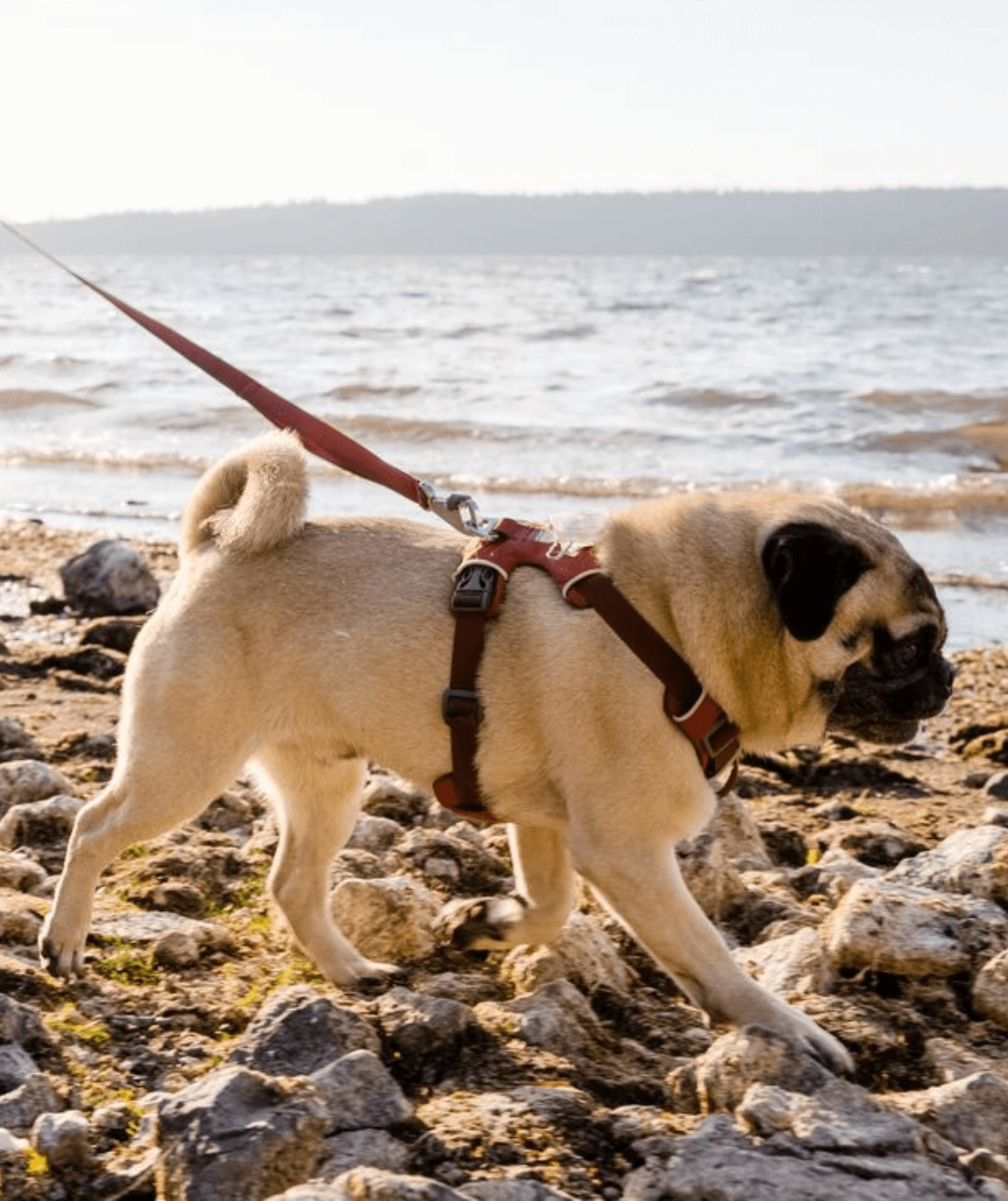 Choosing the Right Harness, Collar, or Leash