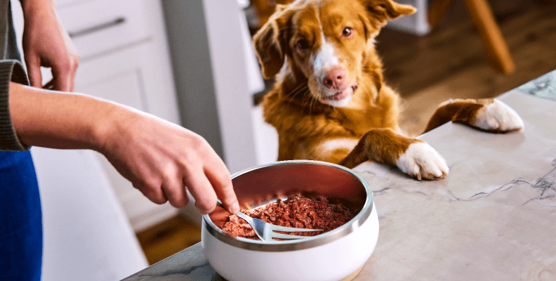 can dogs eat frozen food