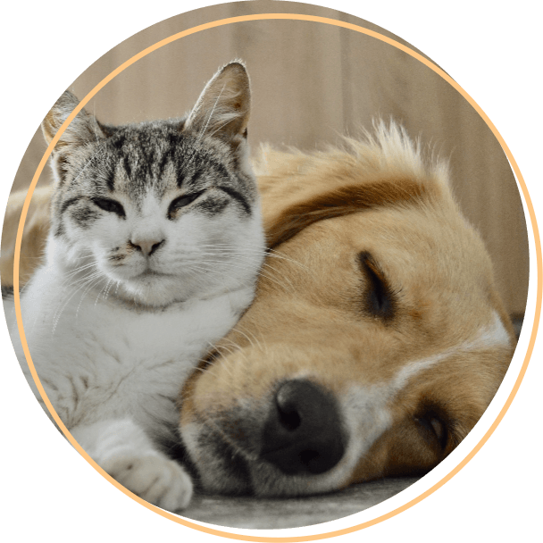 cat sleeps with dog