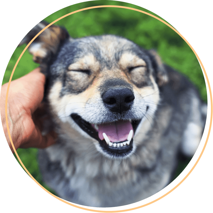 dog looks up as nech scratched