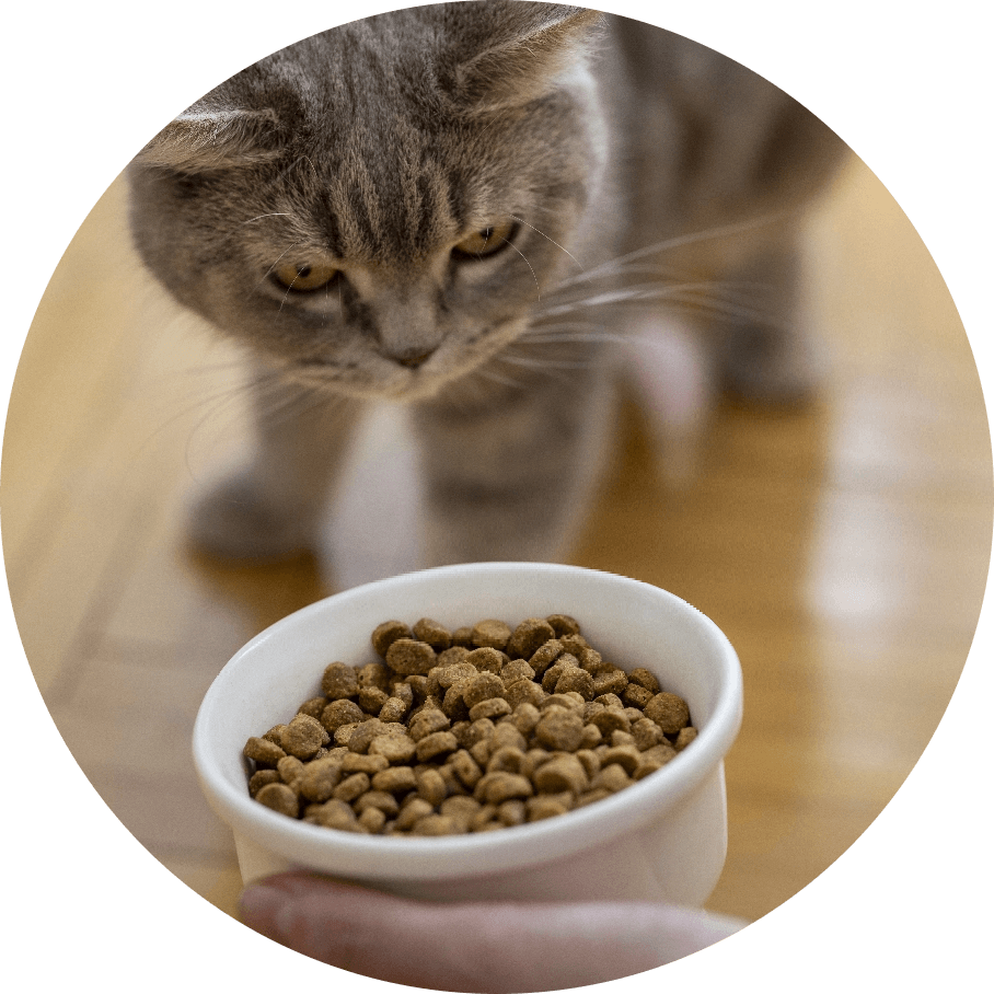 kitten eyeing bowl of food