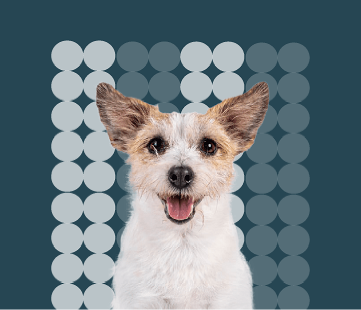 Terrier