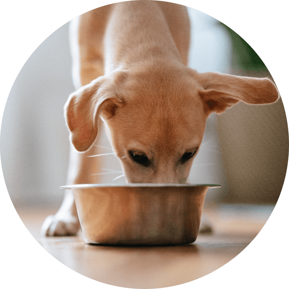 Cat eating from bowl.