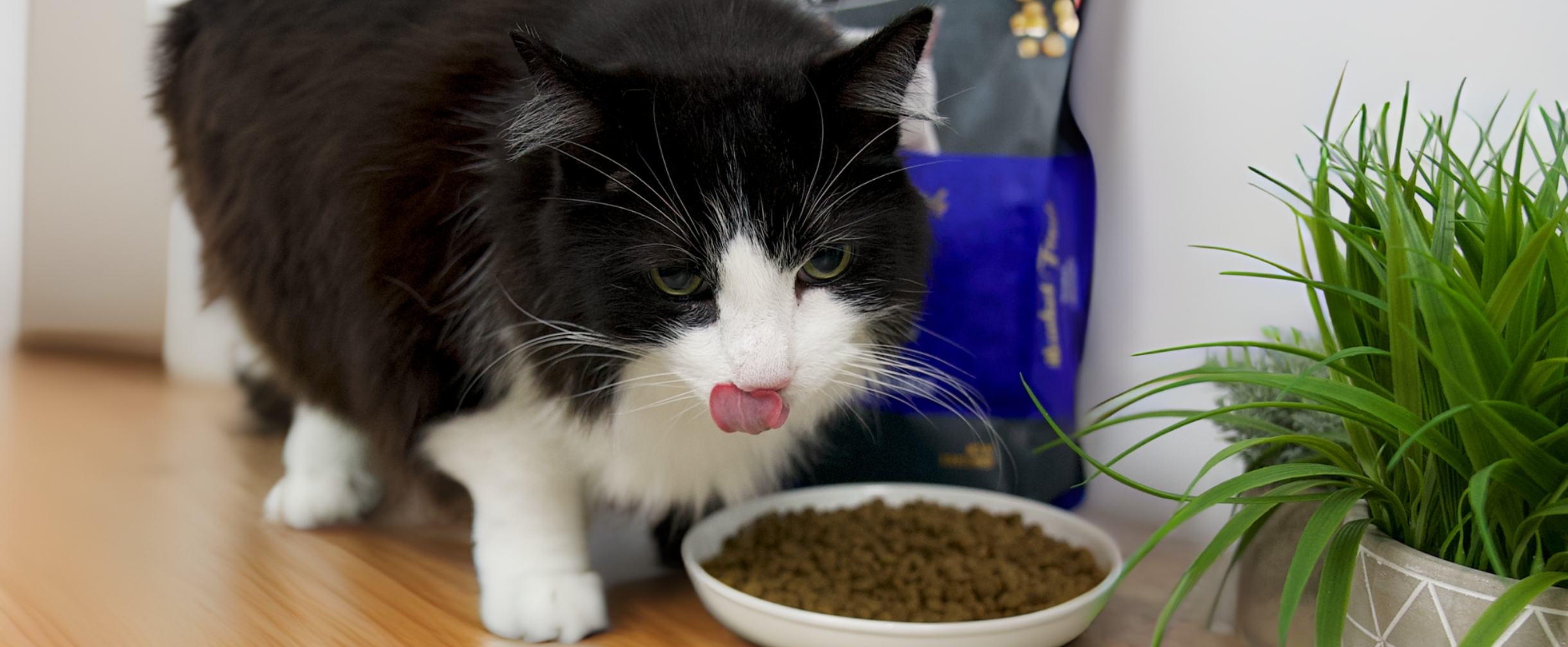 Cat preparring to eat fussie food.