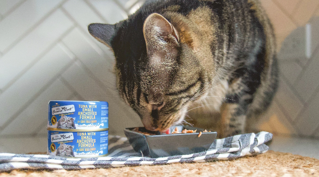 Photo of cat eating fussie cat food.