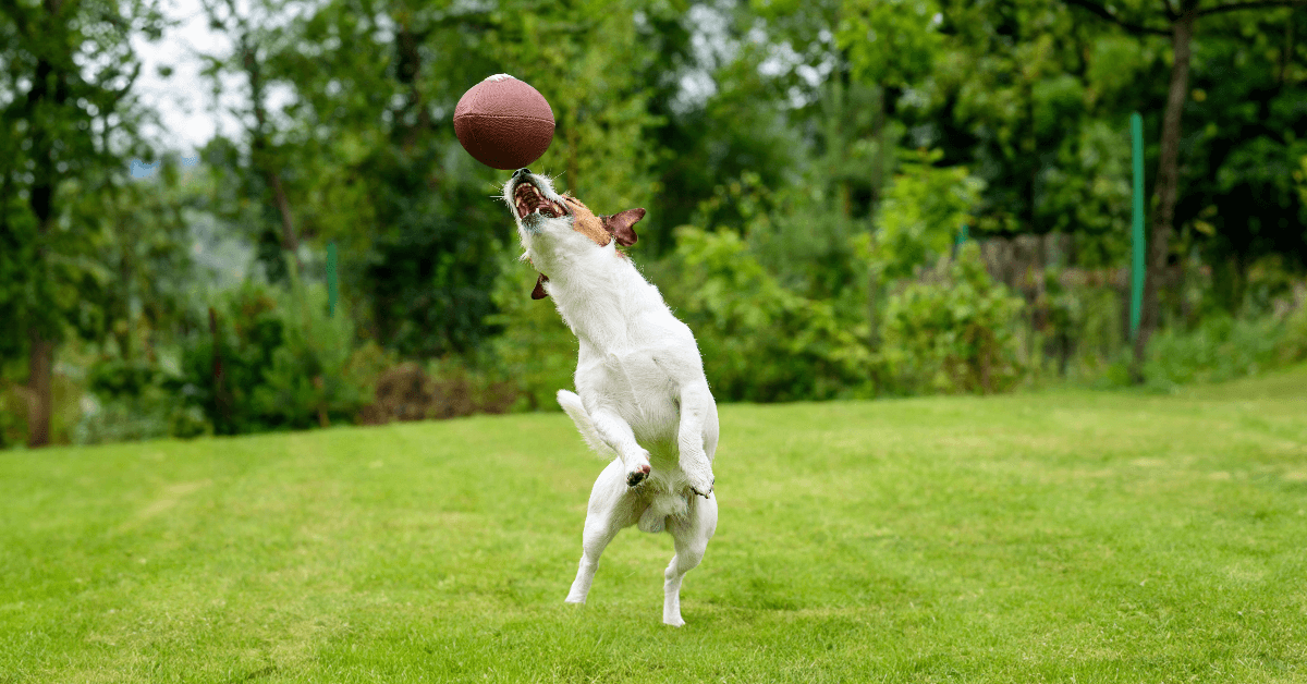 Seven Game Day Treats and Activities for Pets