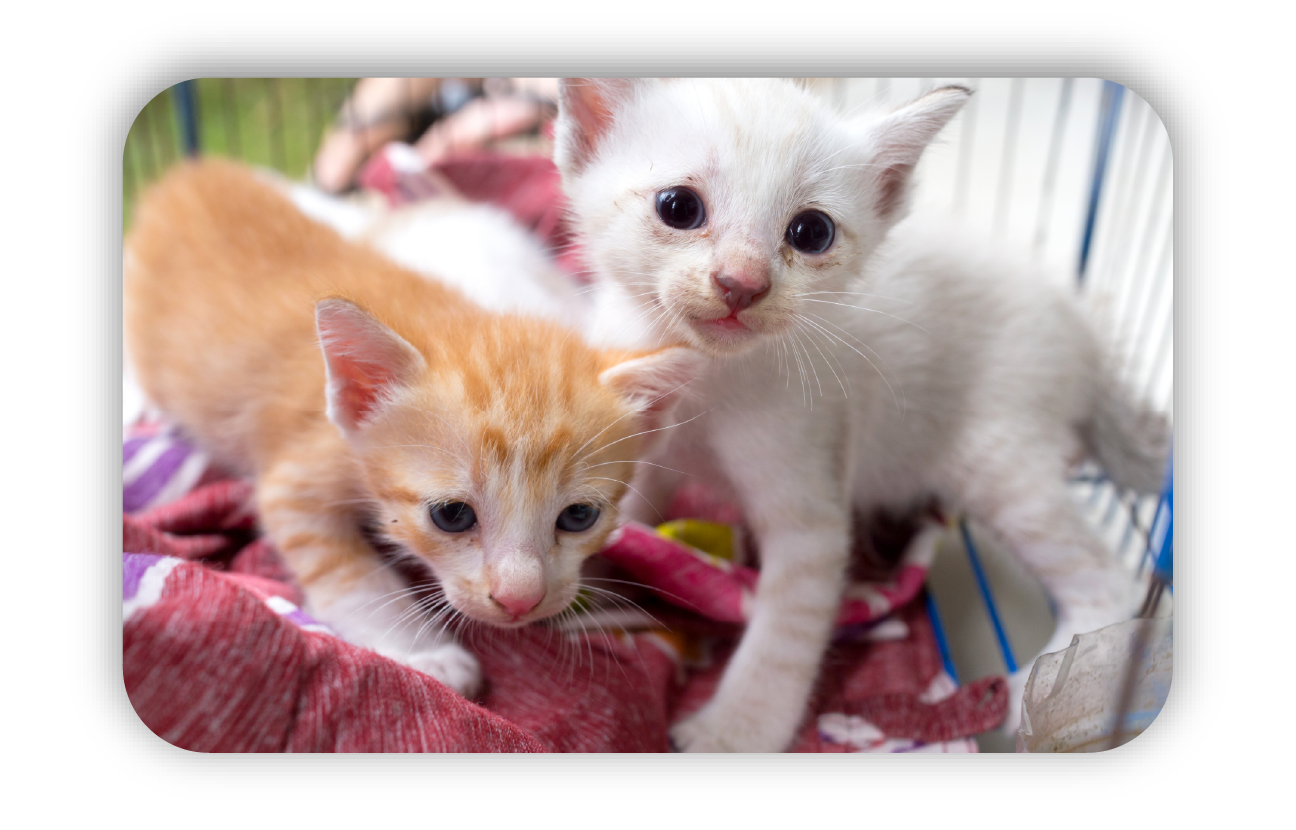two cats