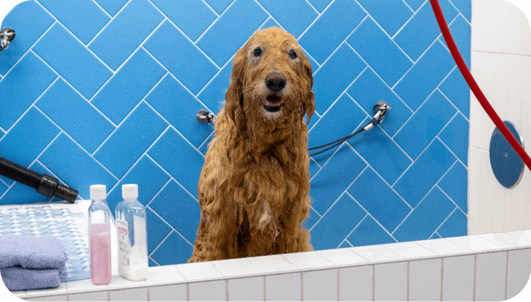 Wet golden doodle stands in a pet wash bay at a Pet Food Express store.