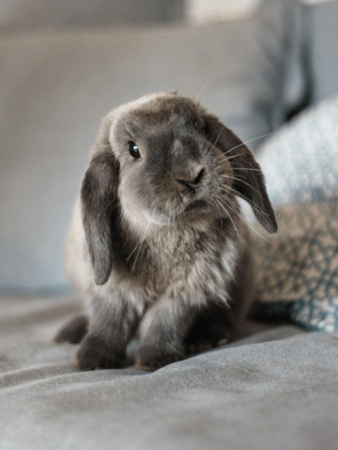 Grey long haired rabbit on a bed