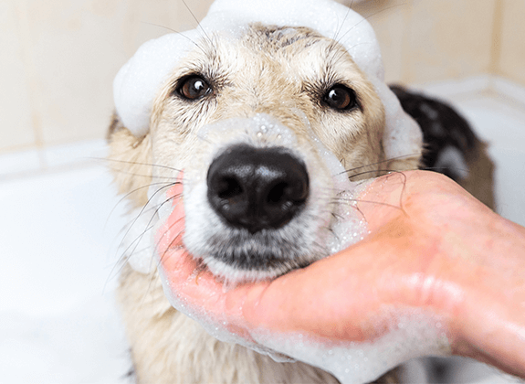 Dog Cat Cleaning Supplies Soft Pet Finger Brush Cats Brush Toothbrush Tear  Stains Brush Eye Care Pets Cleaning Grooming Tools