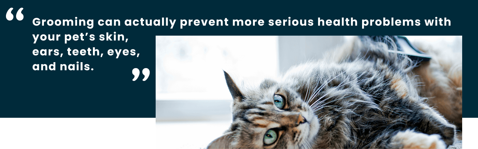 Grooming Your Pet's Coat, Teeth, Ears, Eyes, and Nails