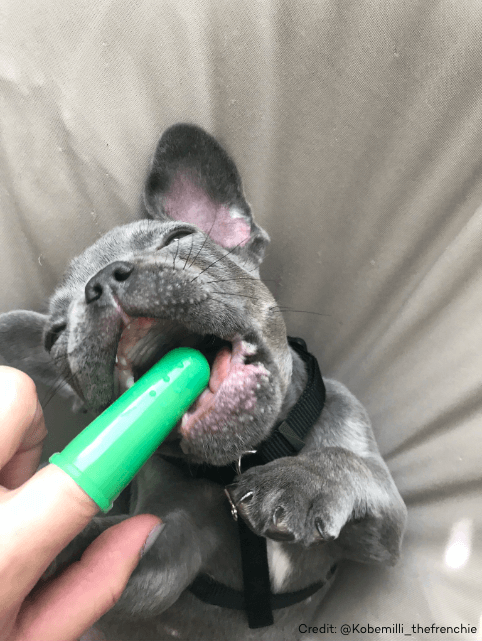 dog chewing on dental care product