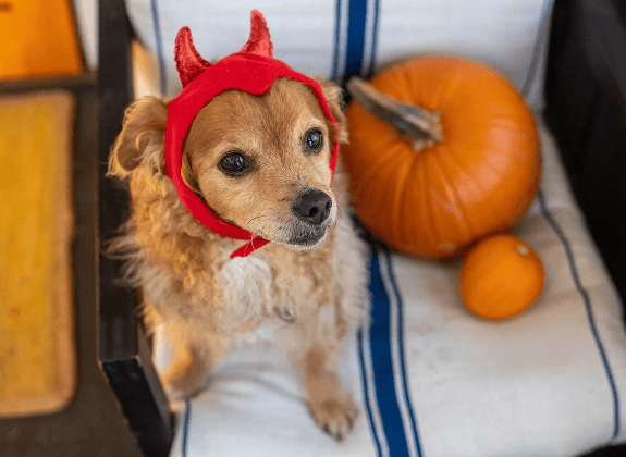 Don't Steal Grandma's Halloween Candy!