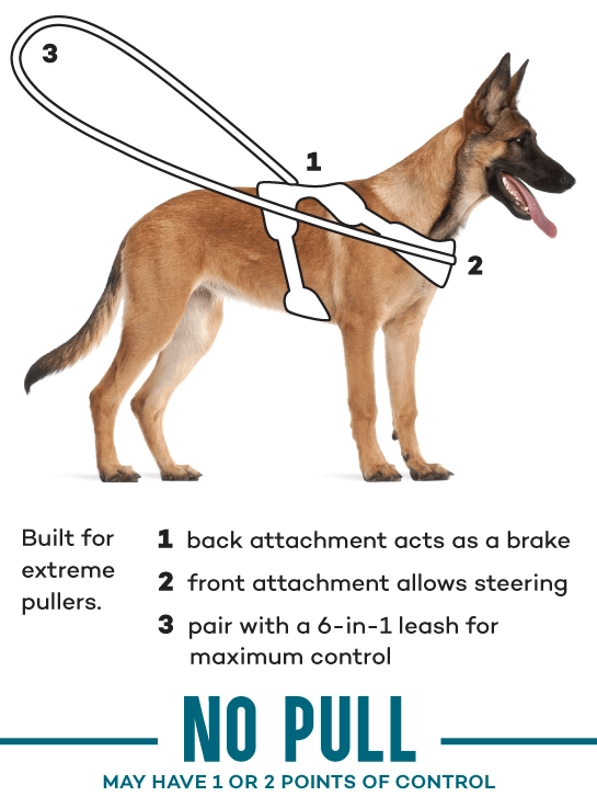 Can A Dog Wear A Collar And A Harness