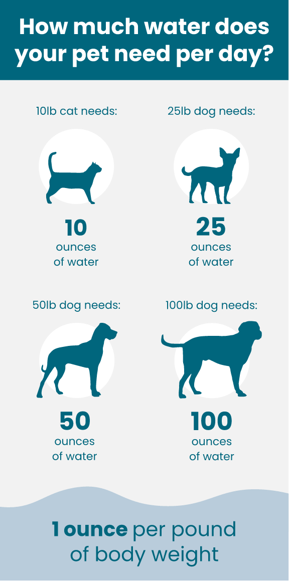 how much water does a dog drink a day