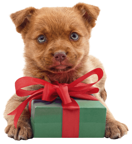 Puppy posed with a Christmas present